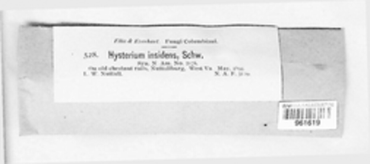 Oedohysterium insidens image